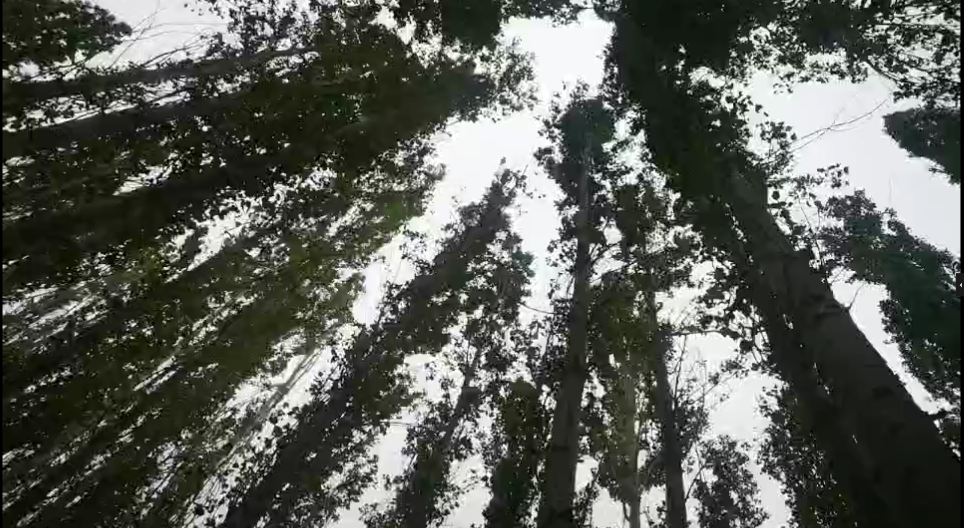 樹木.jpg